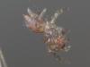 Atypus sp.
